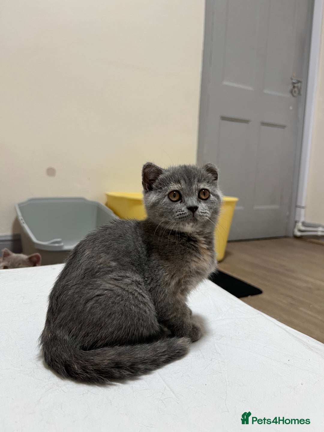 British Shorthair cats for sale: British shorthair kittens  - Image 6
