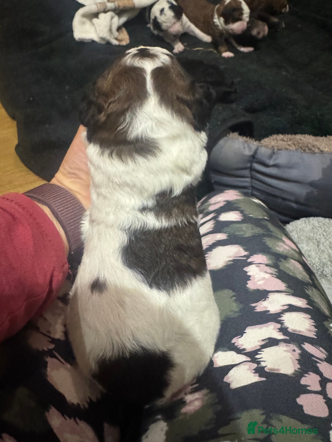 Bernedoodle dogs for sale: Bernedoodle F1B puppies - Image 18