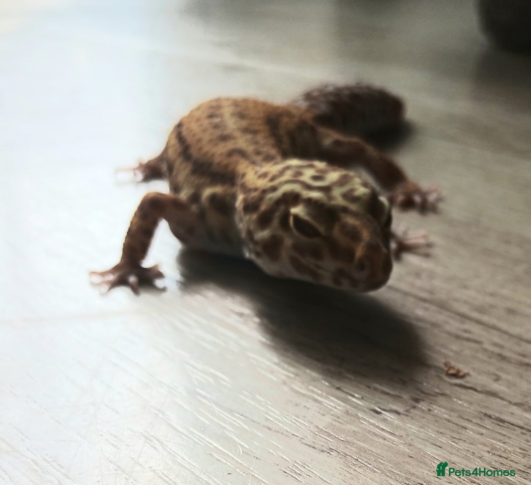 Gecko reptiles for sale: 2 leopard ghekos. - Image 4