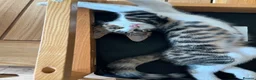Mixed Breed cats for sale: READY FOR LOVING HOME - Advert 5