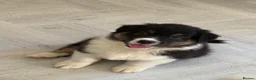 Australian Shepherd dogs for sale: Australian Shepherd Puppies - Advert 4