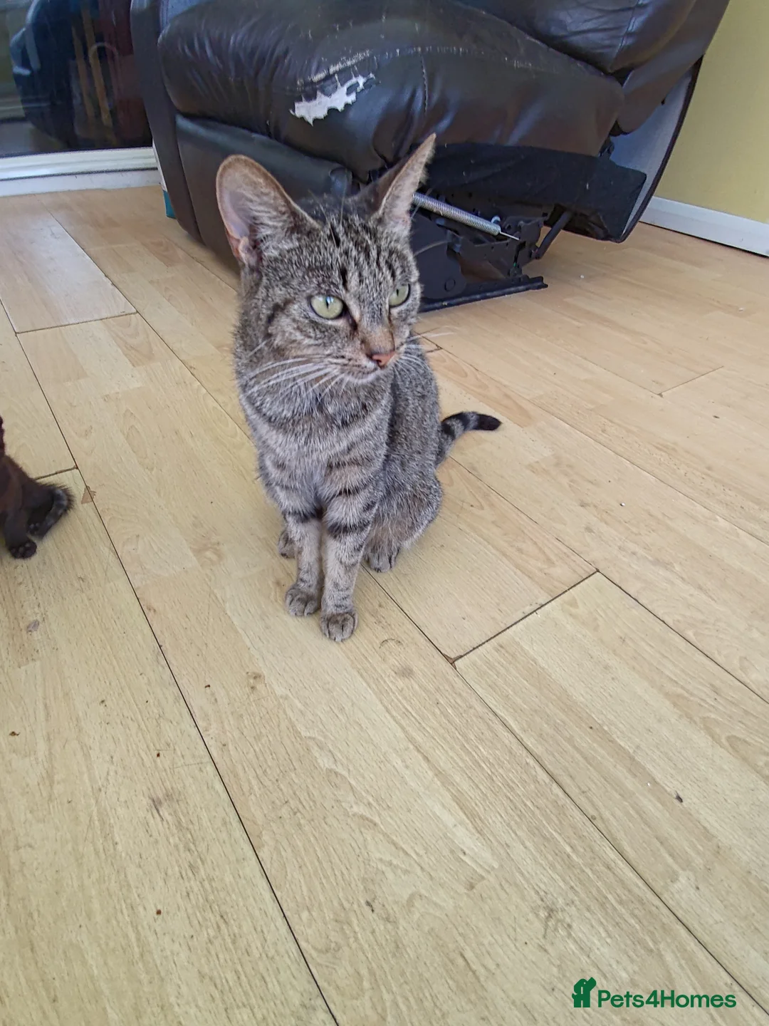 Mixed Breed cats for sale: 4 kittens to good hands  - Advert 1