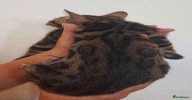 Bengal cats - Advert 5