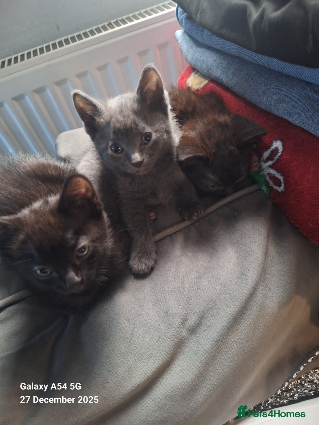 British Shorthair cats for sale: Kittens for sale  - Advert 5