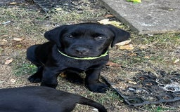 Labrador Retriever dogs for sale: Beautiful litter of working line black lab pups  - Image 10
