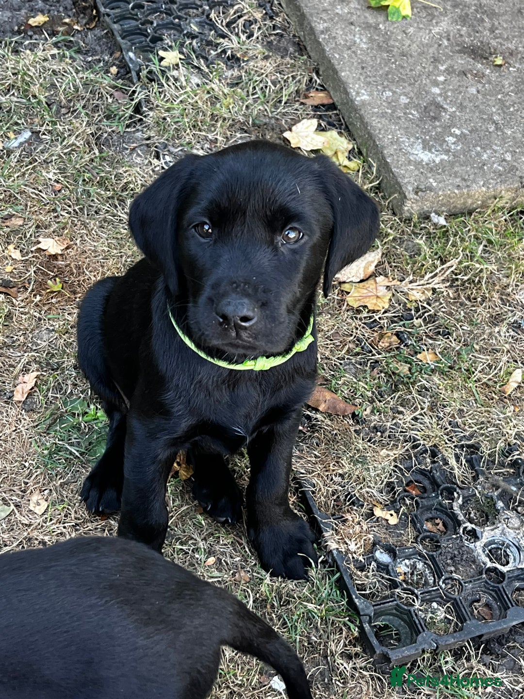 Labrador Retriever dogs for sale: Beautiful litter of working line black lab pups  - Image 10