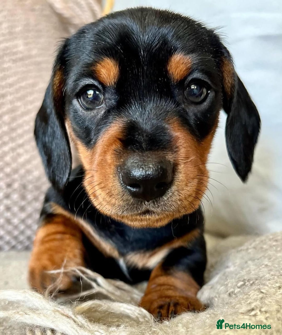 Miniature Dachshund dogs for sale: Miniature Dachshund puppies! - Image 17
