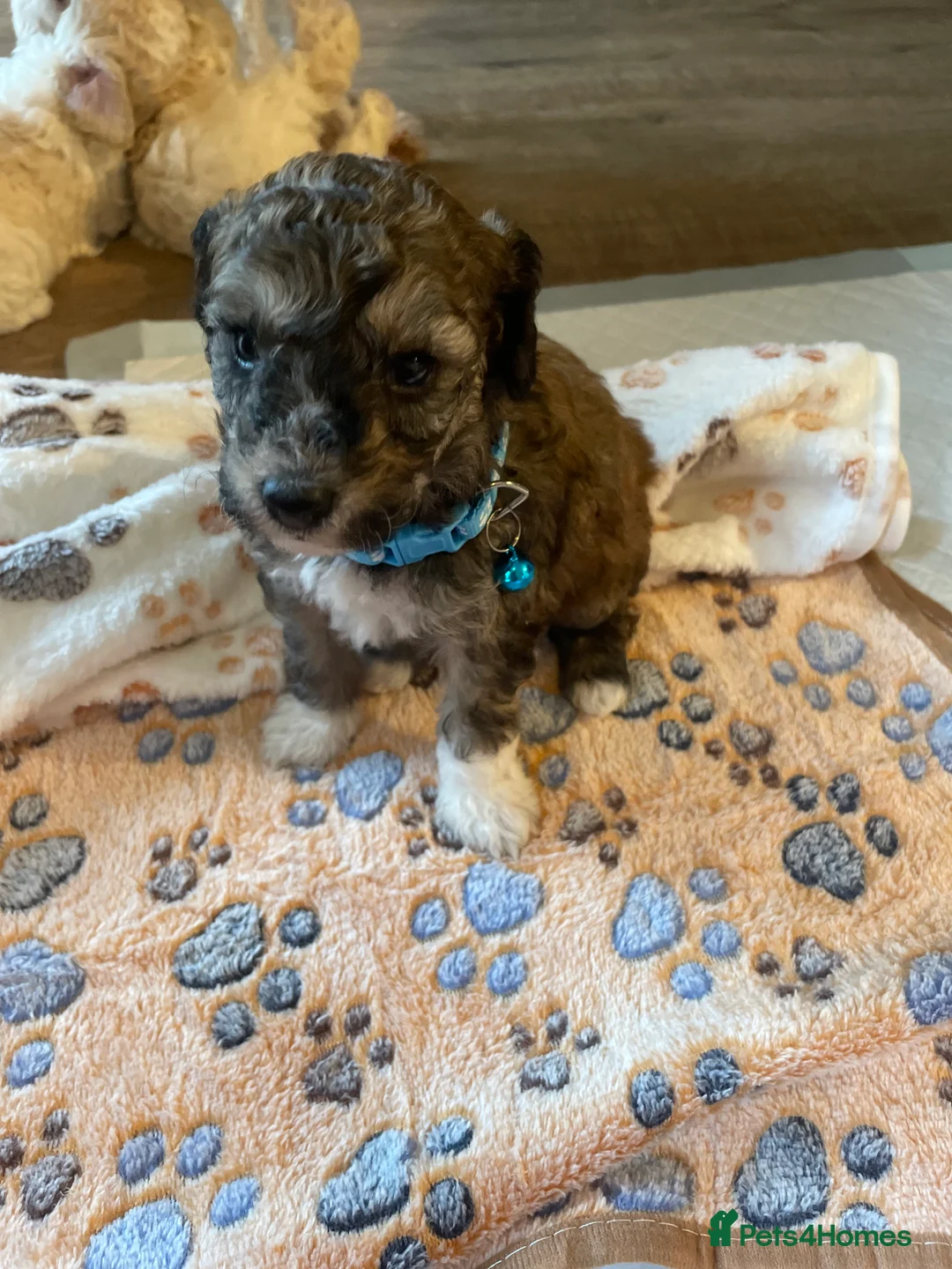 Cockapoo dogs for sale: F1b cockapoo - Advert 15