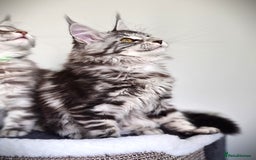 Maine Coon cats for sale: STUNNING XL PEDIGREE MAINE COON KITTENS  - Image 20