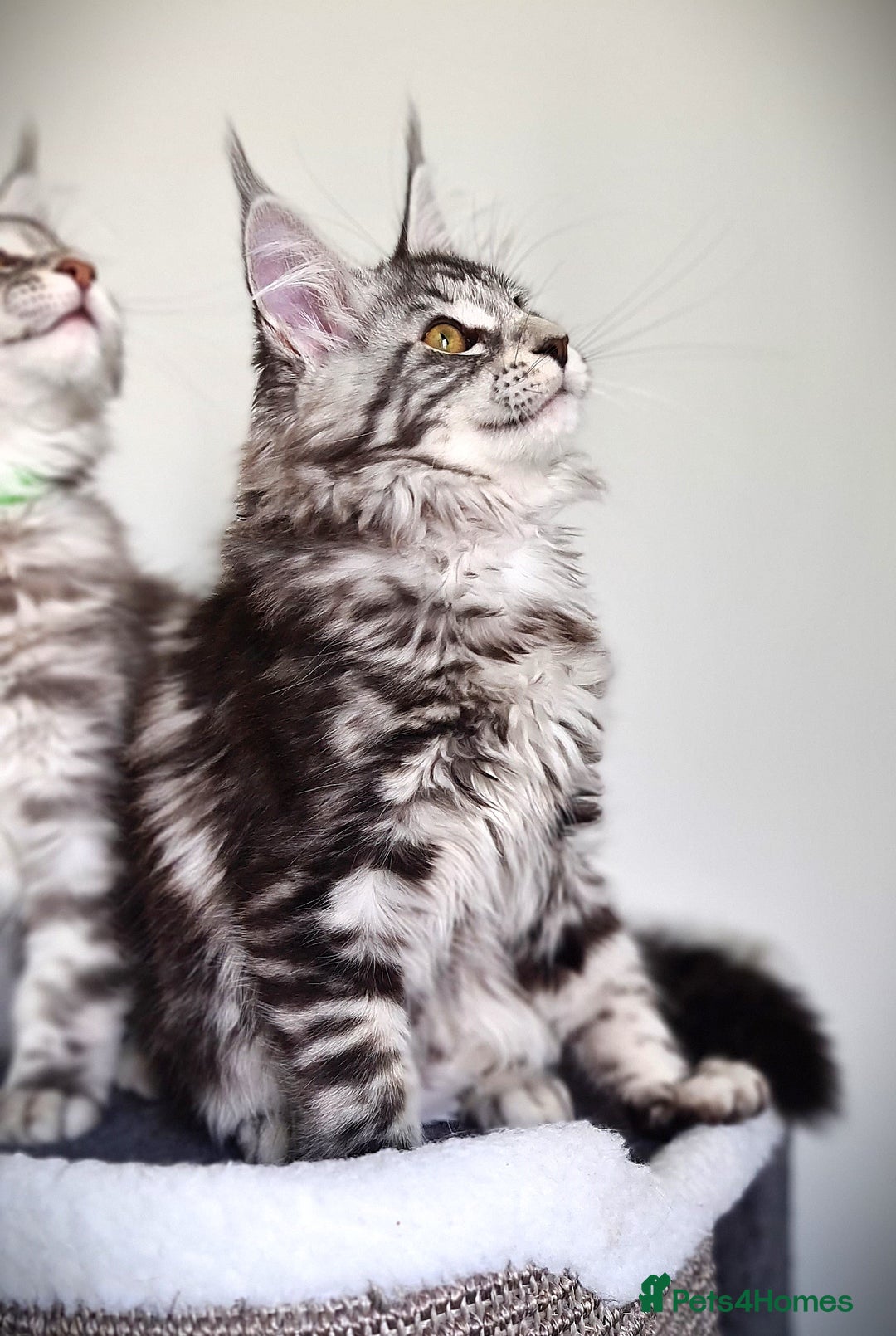 Maine Coon cats for sale: STUNNING XL PEDIGREE MAINE COON KITTENS  - Image 20