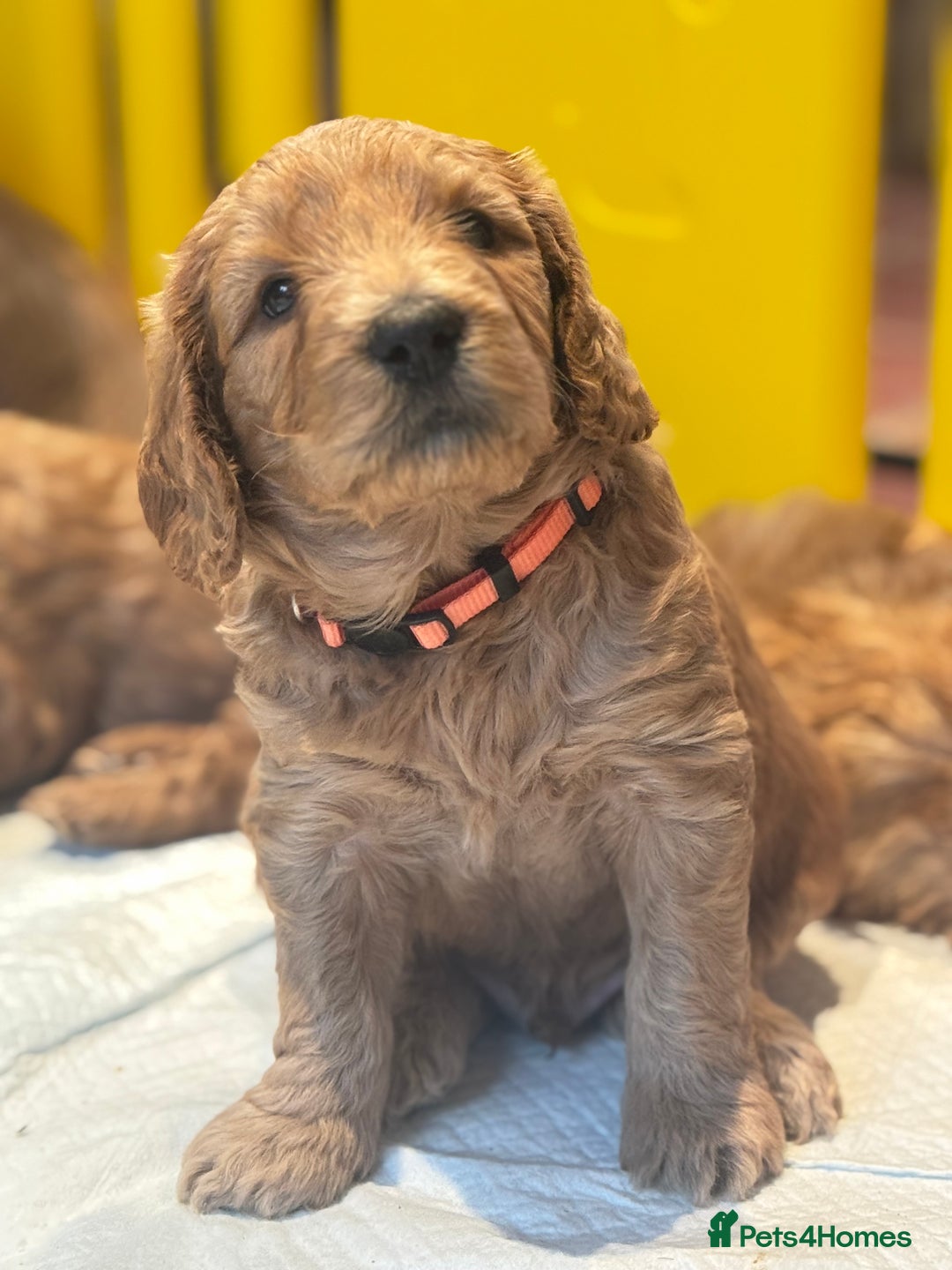 Mini Goldendoodle dogs for sale: Miniature Golden Doodle Puppies - Advert 20