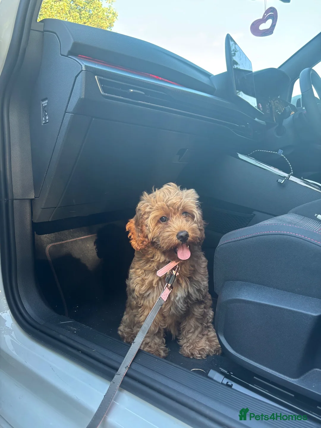 Cockapoo dogs for sale: F1B Cockapoo Bitch - Advert 2