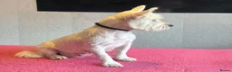 West Highland Terrier dogs for sale: West highland terrier  - Advert 10