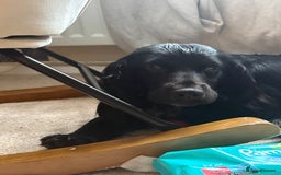 English Springer Spaniel dogs for sale: Reggie  - Advert 3