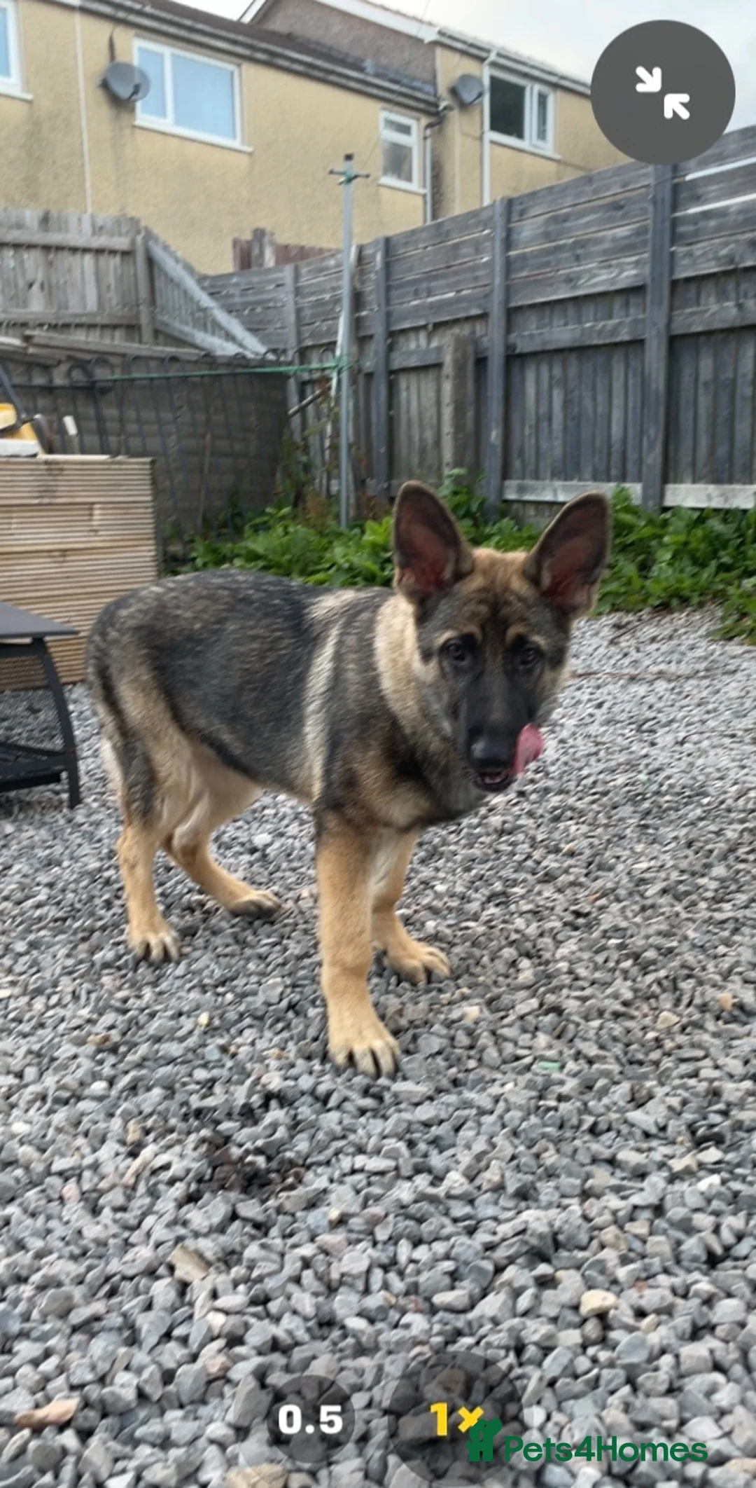 German Shepherd dogs for sale: 1yr old KC registered German shepherd NALA  - Advert 1