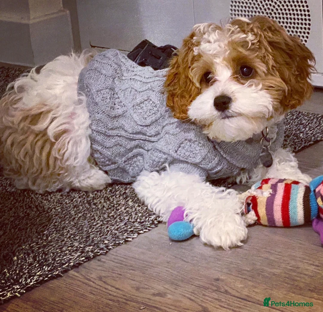 Toy Poodle dogs for stud: Champion Line KC Apricot Toy Poodle Stud in Ringwood - Advert 7