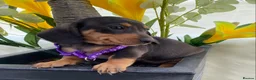 Miniature Dachshund dogs for sale: STUNNING Miniature Dachshund Puppies!!! - Advert 27