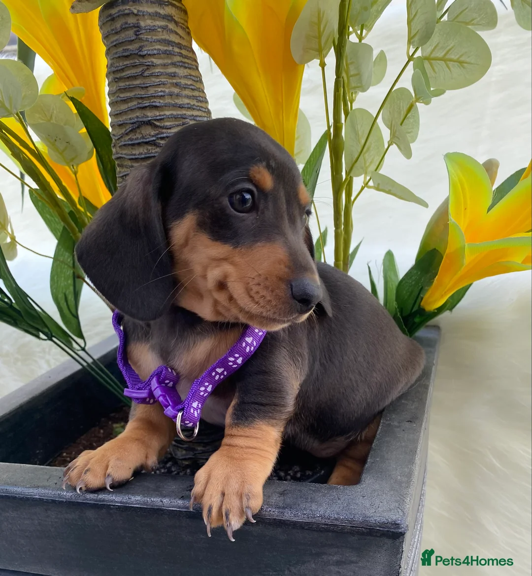 Miniature Dachshund dogs for sale: STUNNING Miniature Dachshund Puppies!!! - Advert 27