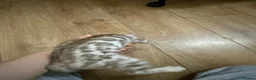 Bengal cats for sale: 2 bengal kittens READY NOW! - Advert 6