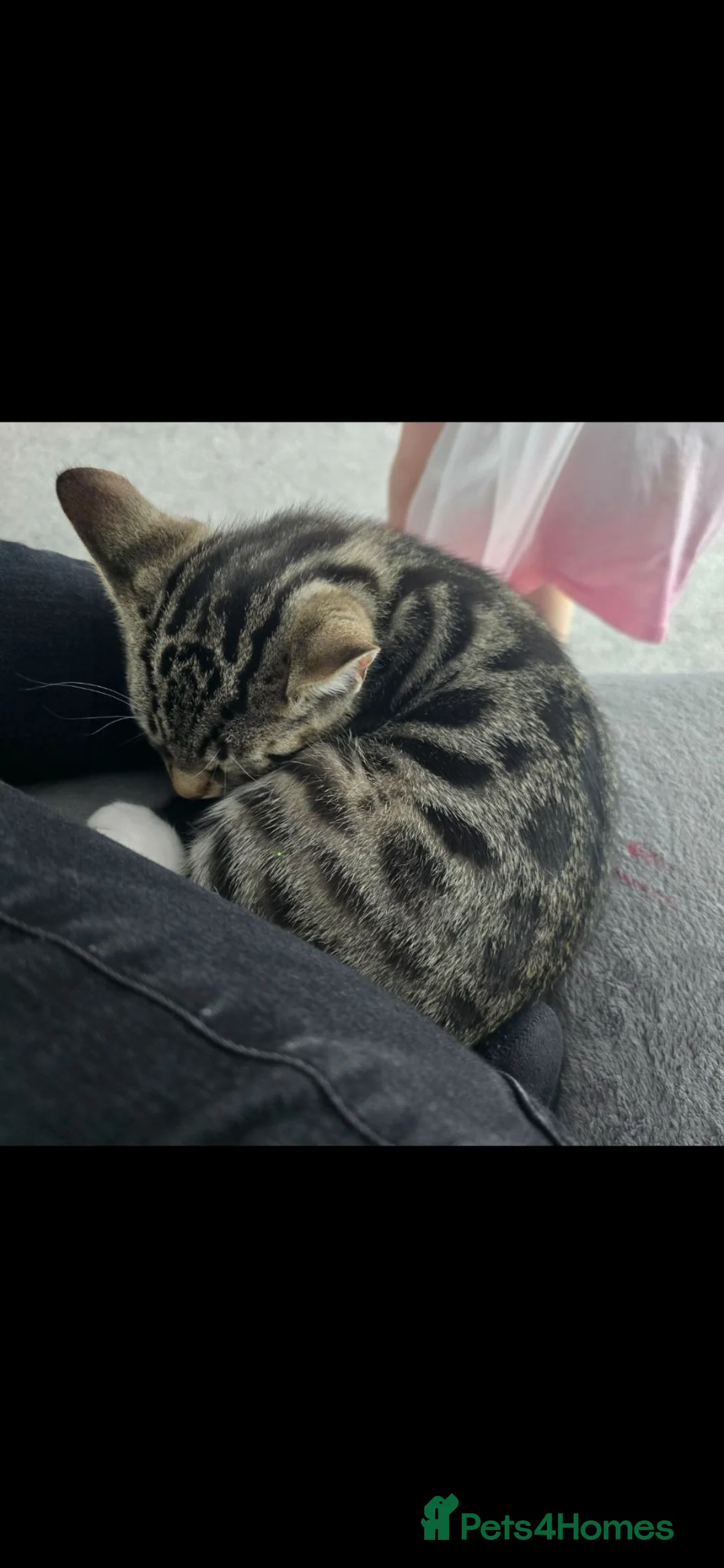 Mixed Breed cats for sale: Kittens Looking For Their Forever Homes - Advert 8