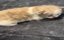 Ragdoll cats for sale: Rare Cherubim ragdolls lilac mink sepia smoke  - Image 5