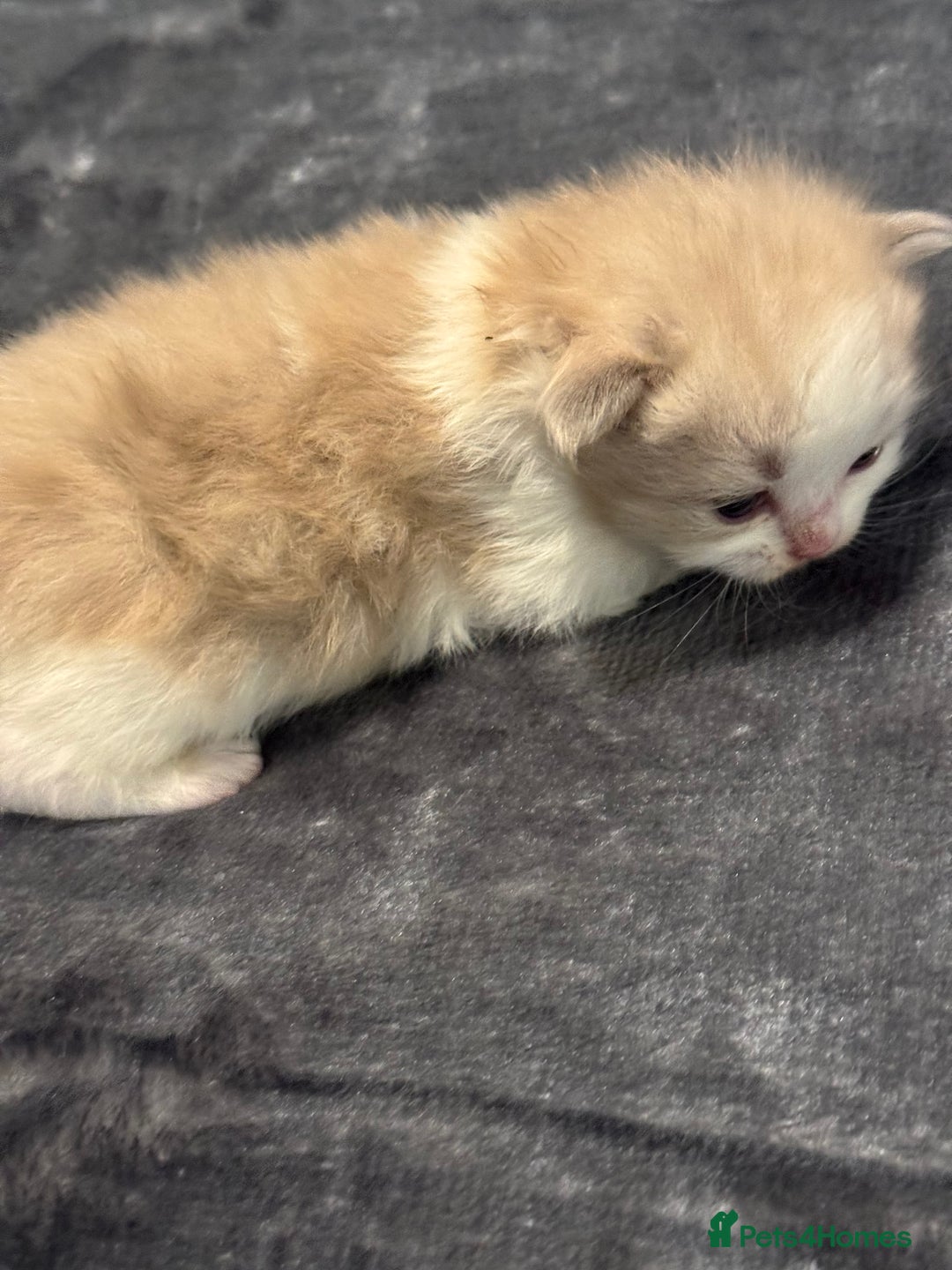 Ragdoll cats for sale: Rare Cherubim ragdolls lilac mink sepia smoke  - Image 5