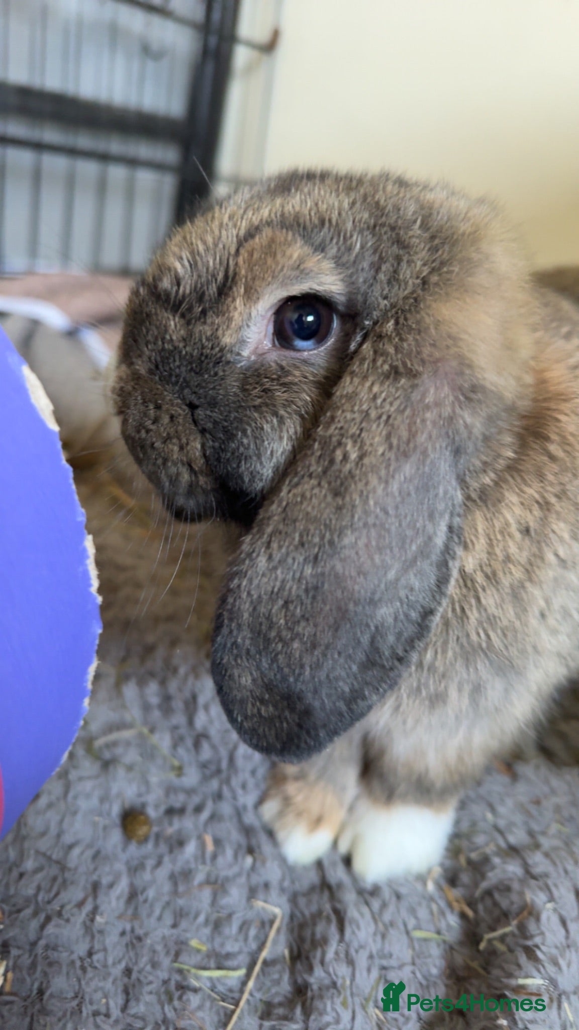 Mini Lop rabbits Neutered Male Mini Lop Looking For Forever Home - Advert 2