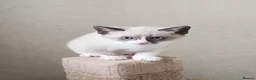 Mixed Breed cats for sale: For sale Russian blue pointed mix kittens...  in Great Yarmouth - Advert 2