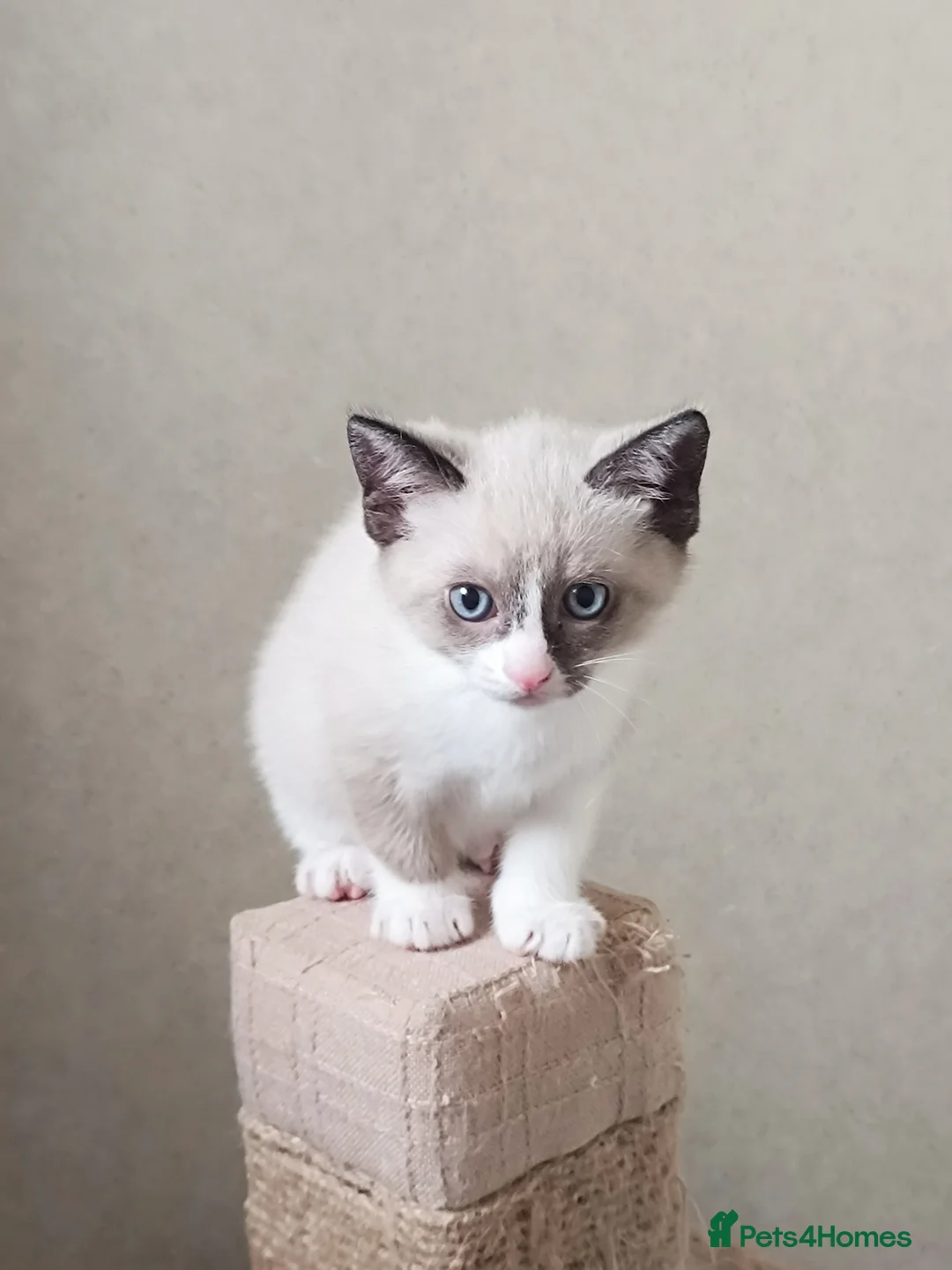 Mixed Breed cats for sale: For sale Russian blue pointed mix kittens...  in Great Yarmouth - Advert 2