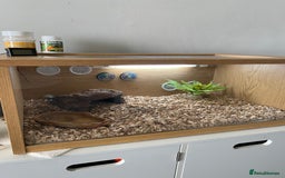 Bearded Dragon reptiles for sale: Bearded dragon and Vivarium - Image 3