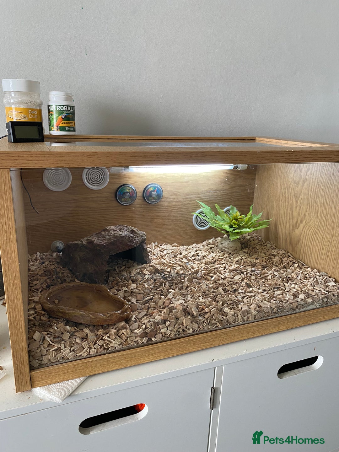 Bearded Dragon reptiles for sale: Bearded dragon and Vivarium - Image 3