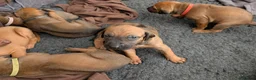 Rhodesian Ridgeback dogs for sale: Rhodesian Ridgeback Puppies KC Health Elb Hip JME in Diss - Advert 9