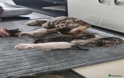 Bengal cats for sale: 5 females 1 male snow bengal kittens  - Image 1
