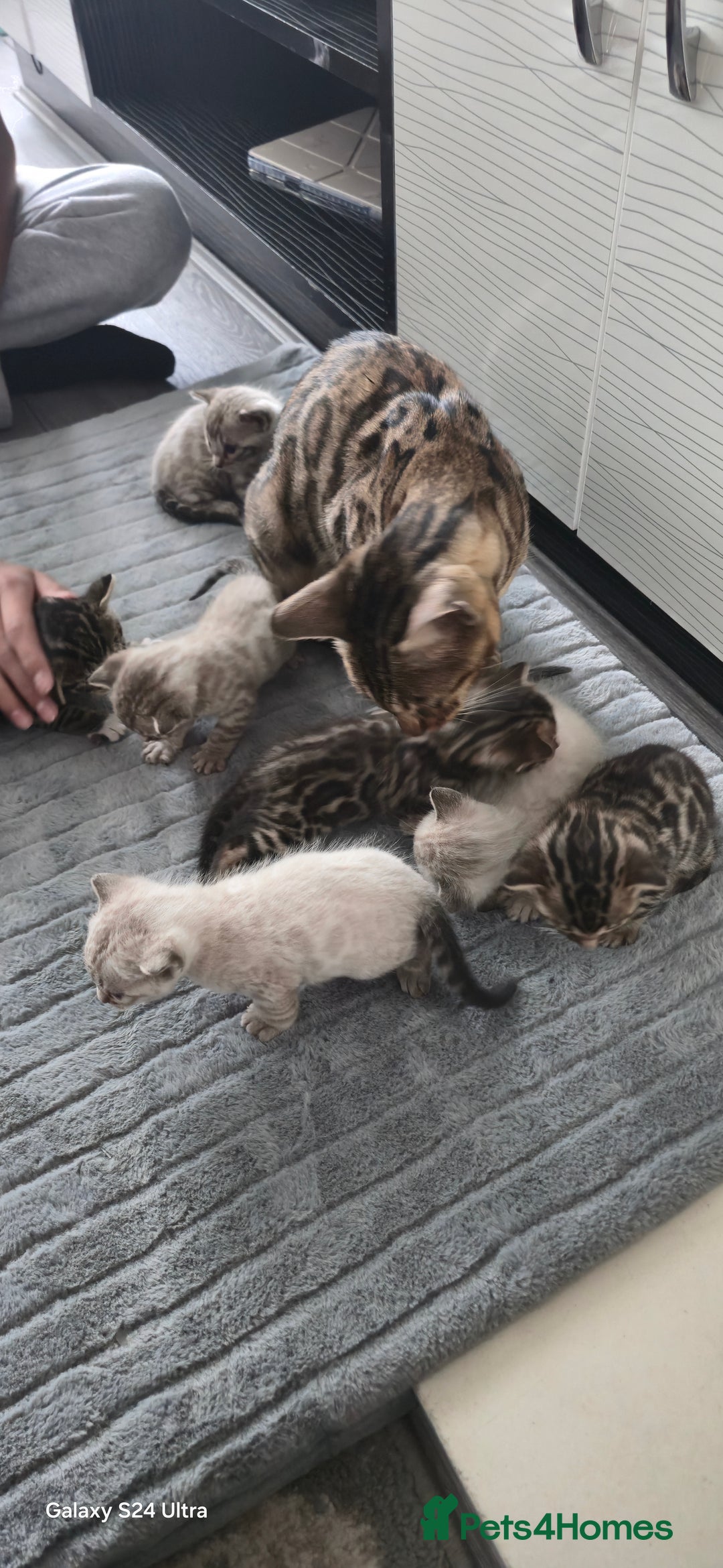 Bengal cats for sale: 5 females 1 male snow bengal kittens  - Image 1