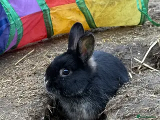 Netherland Dwarf rabbits Netherlands dwarf X - Advert 1