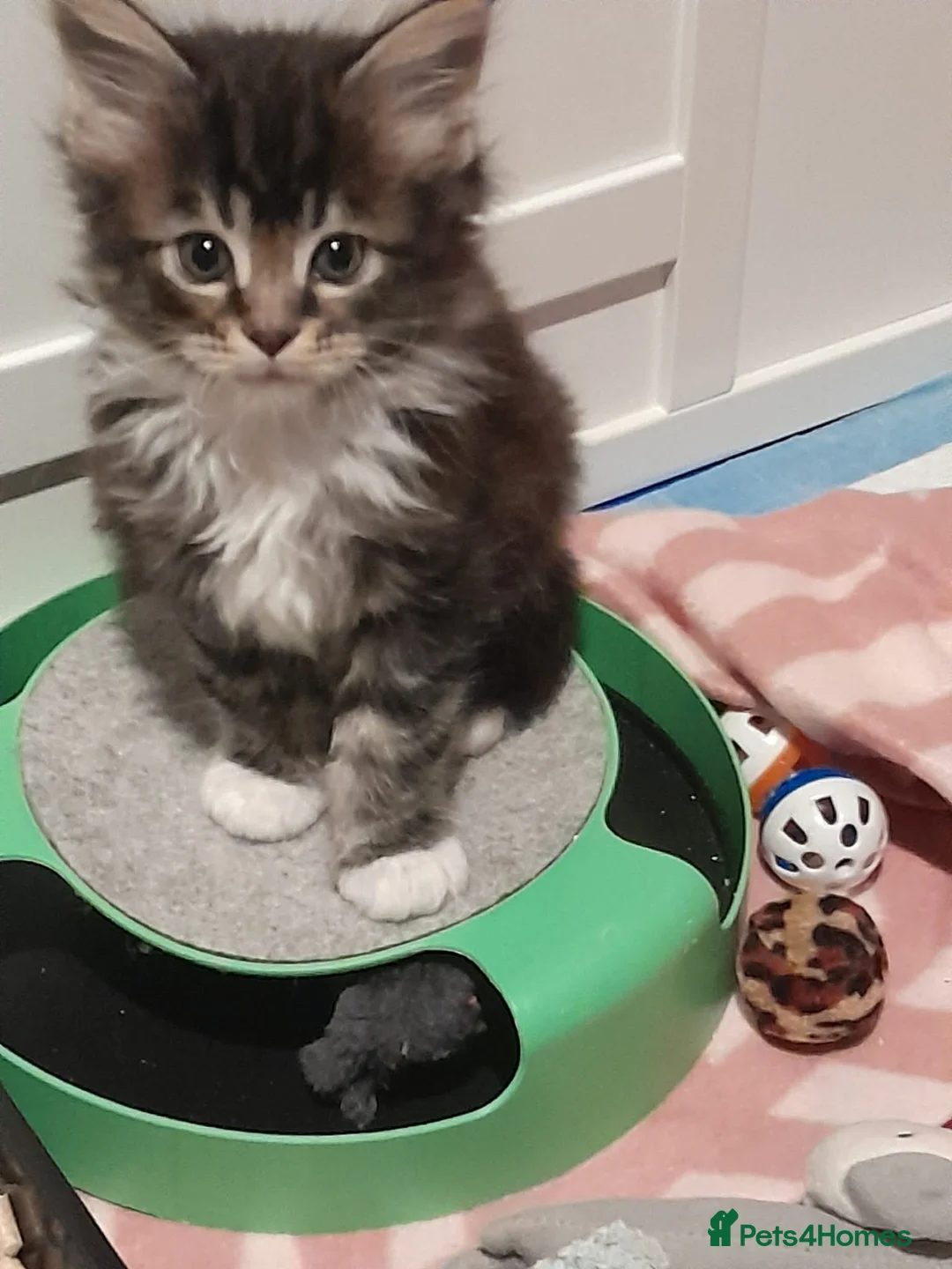 Maine Coon cats for sale: 3 beautiful maincoon boys  - Advert 2