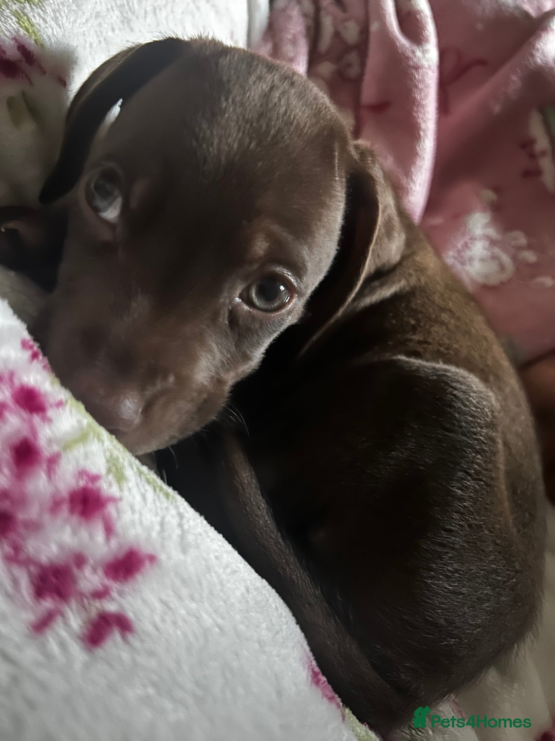 Mixed Breed dogs for sale: Puppy Lakeland terrier X English Springer Spaniel  - Advert 1