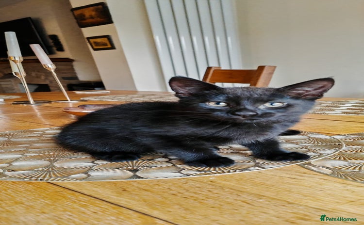 British Longhair cats - Advert 10