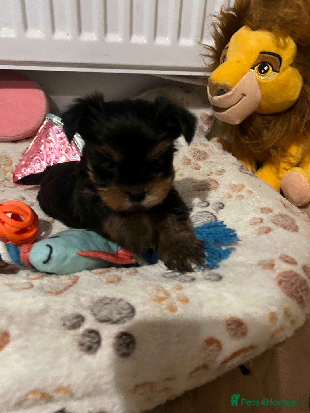 Yorkshire Terrier dogs for sale: 4 little pure breed Yorkshire terrier puppies  - Advert 14