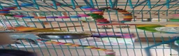 Lovebirds birds for sale: Two lovebirds with cage - Advert 5