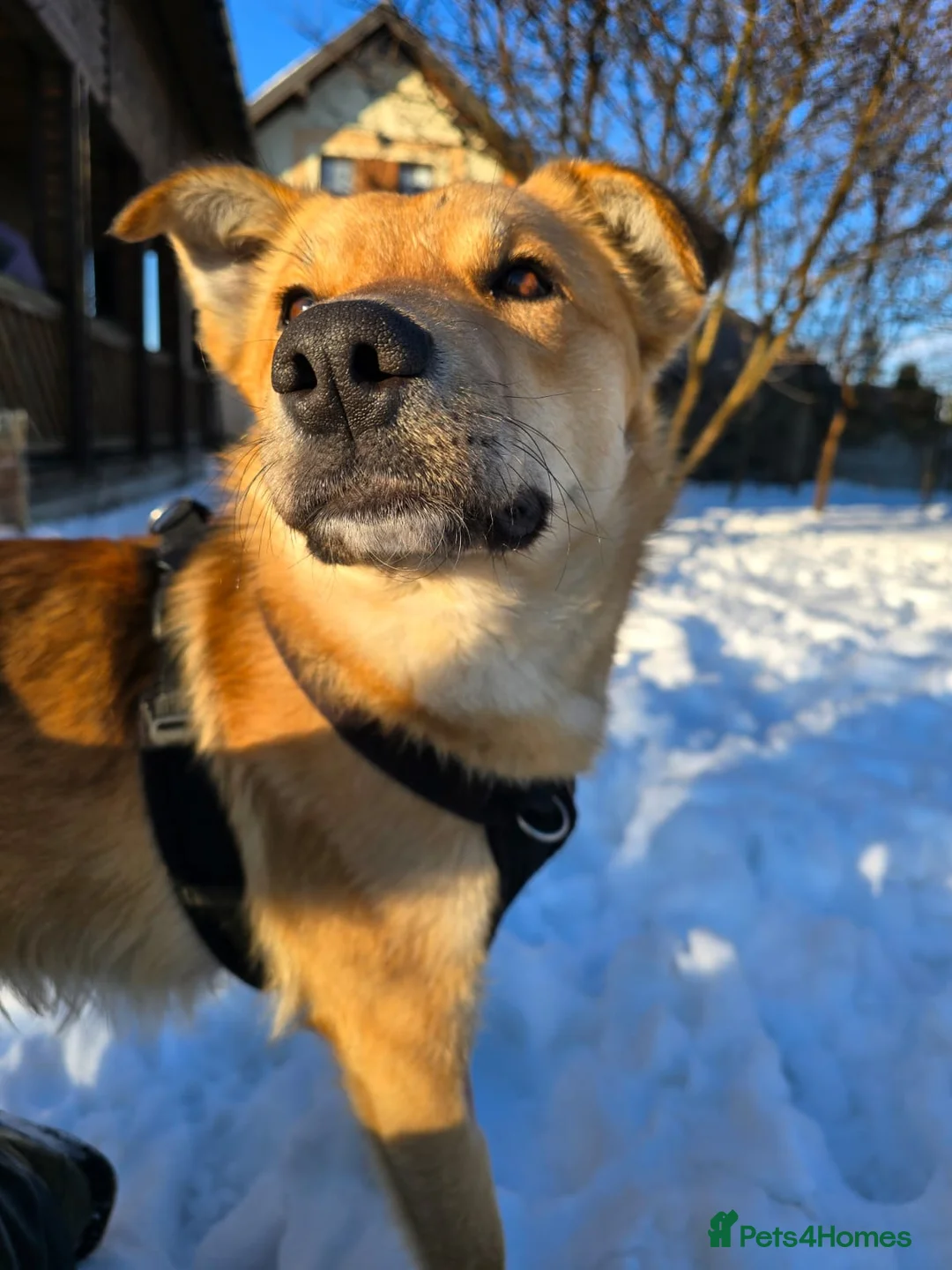 Mixed Breed dogs for adoption: 💙Yanik💙 1,5 yo low medium boy with an open heart - Advert 2