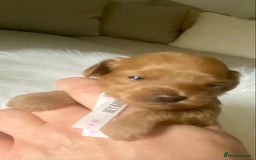 Maltipoo dogs for sale: 🌸Adorable Asian Maltipoo Puppy  - Image 17