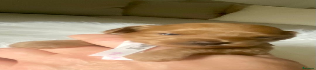 Maltipoo Puppy 2🤍