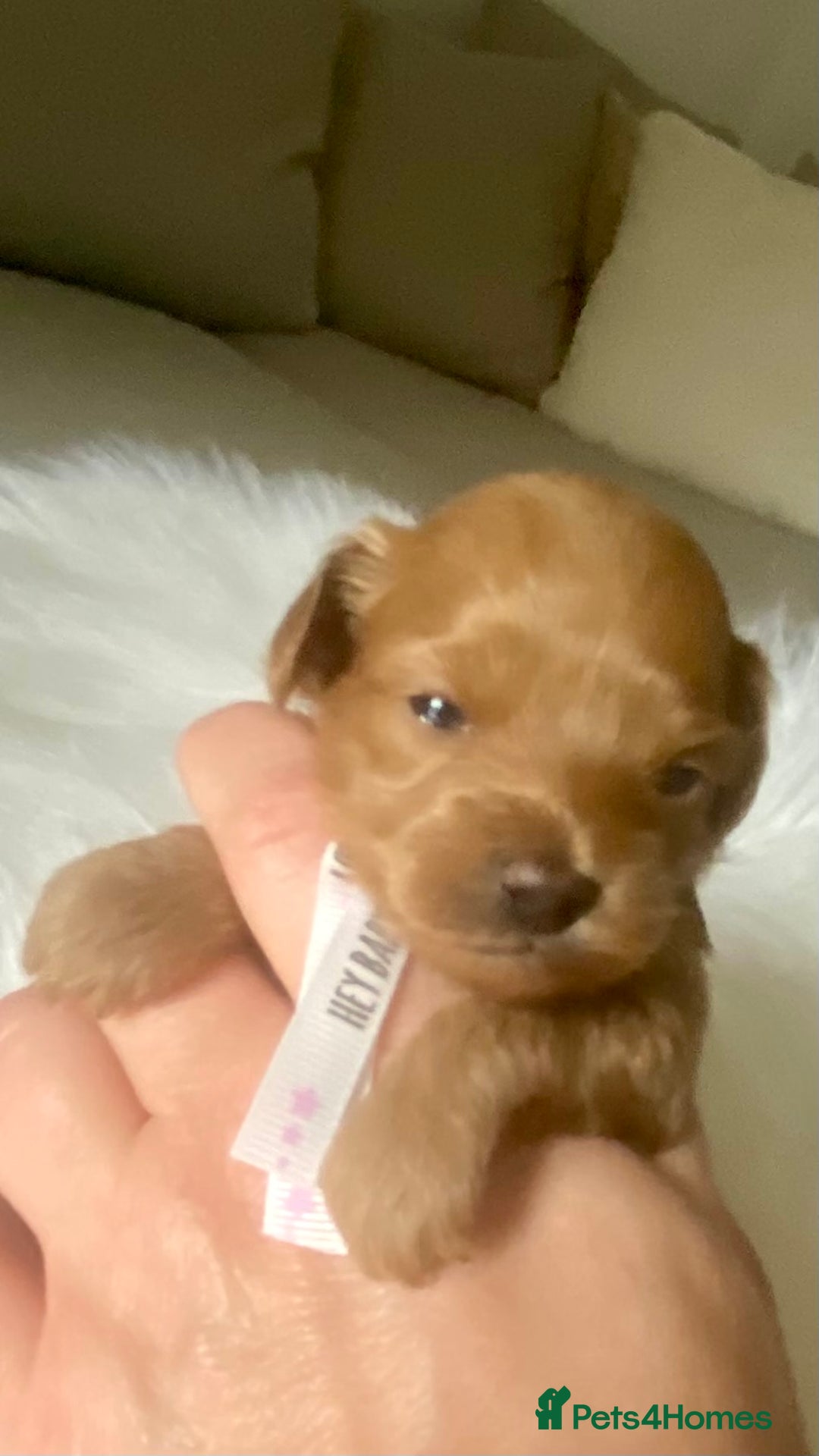 Maltipoo dogs for sale: 🌸Adorable Asian Maltipoo Puppy  - Image 17