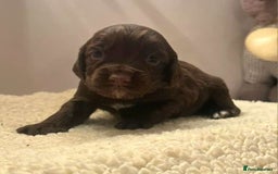Cocker Spaniel dogs for sale: Gorgeous Health Tested Working Cocker Spaniels - Image 19