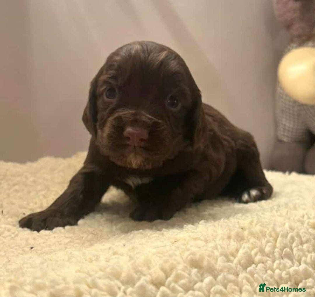 Cocker Spaniel dogs for sale: Gorgeous Health Tested Working Cocker Spaniels - Image 19