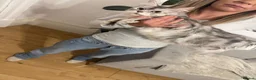 Maine Coon cats for sale: 2 Beautiful Maine Coon Kittens Ready Now  - Advert 4