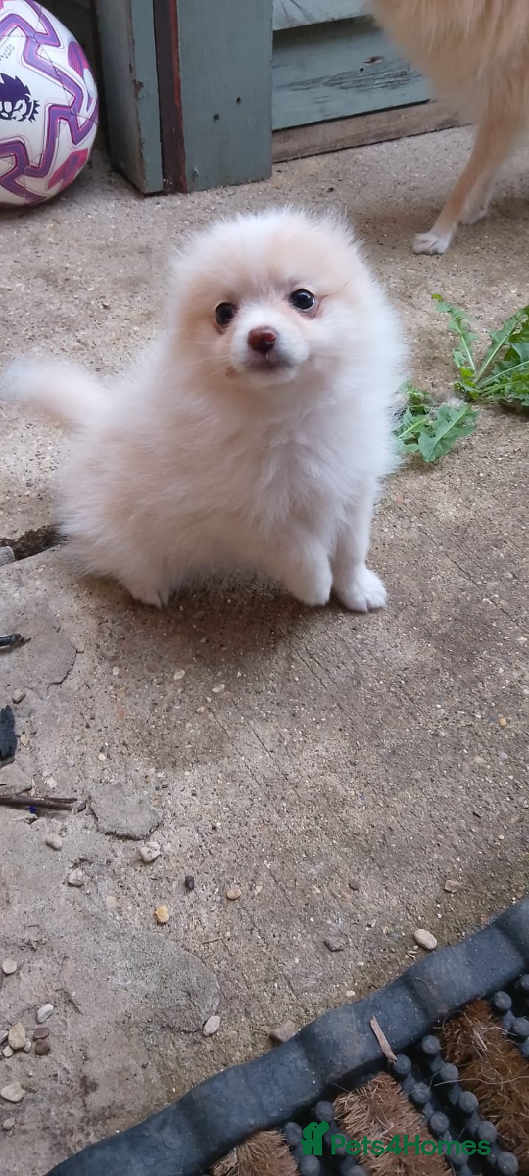 Pomeranian dogs for sale: Beautiful Russian pomeranian pups - Image 3
