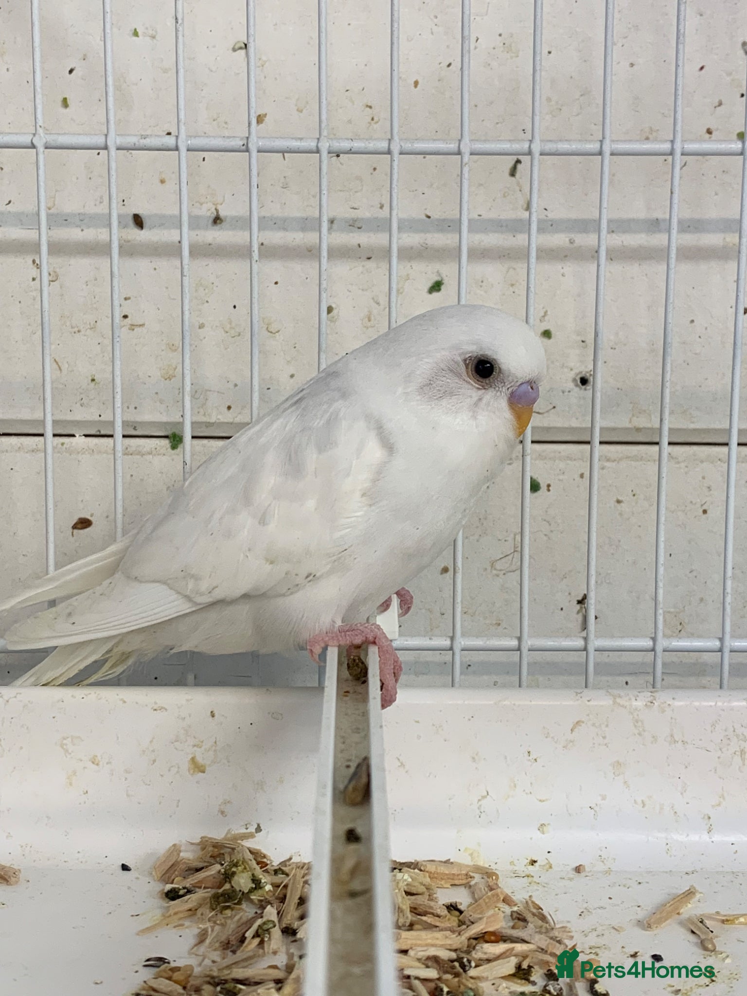 Budgerigars birds Young budgie - Advert 2