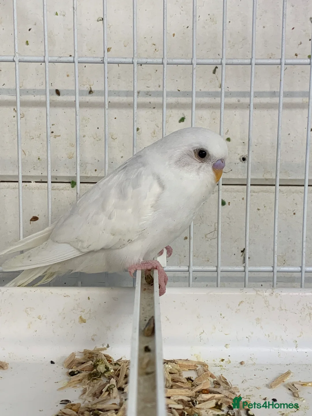 Budgerigars birds for sale: Young budgie - Advert 2